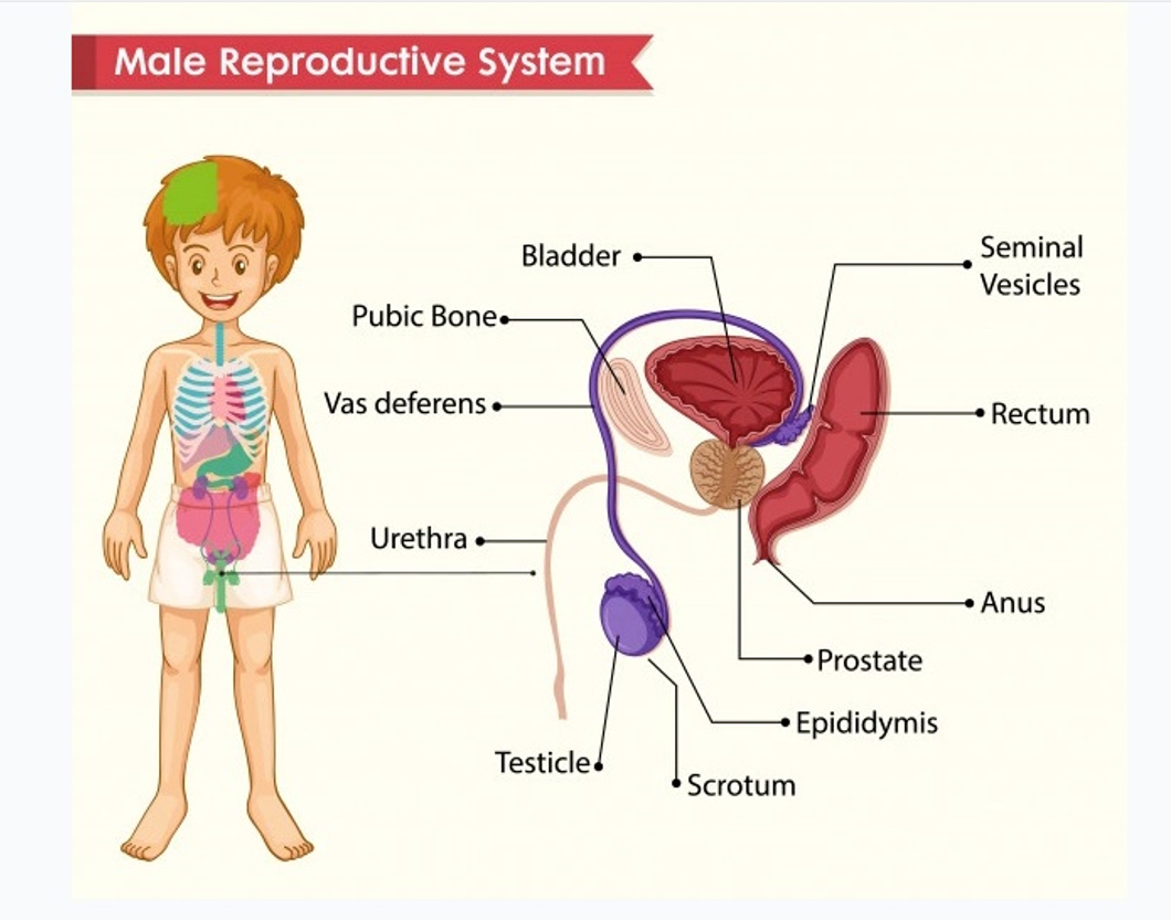 Male reproduction system.png